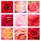 Beautiful collage roses