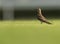 Beautiful Collard pratincole perched on grass, Bahrain
