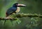 Beautiful collared aracari