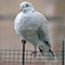 Beautiful collared dove on a fence