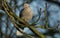 A beautiful Collared Dove, Streptopelia decaocto, perching on a branch of a Horse chestnut tree, Aesculus hippocastanum, in autumn