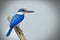 Beautiful Collared kingfisher (Todiramphus chloris) eoxotic whit