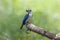 Beautiful Collared kingfisher Todiramphus chloris eoxotic white and blue bird perching on wooden branch over fine green backgrou