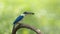 Beautiful Collared kingfisher Todiramphus chloris eoxotic white and blue bird perching on wooden branch over fine green backgrou