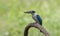 Beautiful Collared kingfisher Todiramphus chloris eoxotic white and blue bird perching on wooden branch over fine green backgrou