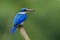 Beautiful Collared kingfisher (Todiramphus chloris) white and bl