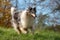 A beautiful collie with long hair out in nature