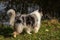 A beautiful collie with long hair out in nature