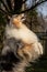 A beautiful collie with long hair out in nature