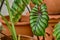 Beautiful Colocasia Pharaoh`s Mask