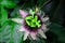 Beautiful Colombian Bluecrown Passionflower - green and purple - edited hue
