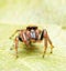 Beautiful Colonus sylvanus, Sylvana Jumping Spider with his orange eyelashes