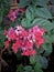 The Beautiful Color of Clerodendrum Splendens