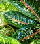 Beautiful color on leaf of Aglaonema tropical houseplant