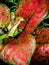 Beautiful color on leaf of Aglaonema tropical houseplant