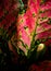 Beautiful color on leaf of Aglaonema tropical houseplant