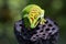 Beautiful color madagascar giant day gecko on dry bud