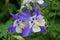 Beautiful Colorado Blue Columbine flowers blooming in the Spring