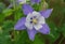 Beautiful Colorado Blue Columbine flowers at full bloom in the Spring