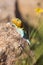 Beautiful coloration of collared lizard