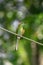 Beautiful colored Bee-eater bird sitting on a an electrical line