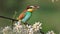 Beautiful colored bird bee-eater with a butterfly in its beak