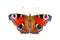 Beautiful colored butterfly on a white background. European Peacock butterfly Inachis io