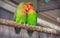 Beautiful colored couple parrot lovers