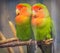 Beautiful colored couple parrot lovers