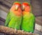 Beautiful colored couple parrot lovers