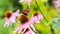 Beautiful colored European Peacock butterfly Inachis io, Aglais io and a bee on a purple Echinacea flower in a sunny garden