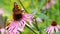 Beautiful colored European Peacock butterfly Inachis io, Aglais io on purple flower Echinacea in sunny garden