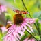 Beautiful colored European Peacock butterfly Inachis io, Aglais io on purple flower Echinacea in sunny garden