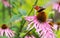 Beautiful colored European Peacock butterfly Inachis io, Aglais io on purple flower Echinacea in sunny garden