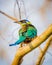 Beautiful colored feathers of the blue crowned motmot of Pantanal