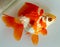 Beautiful colored goldfish ornamental fish in China