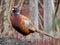 The beautiful colored male Pheasant Phasianus colchicus on the top of the rock. The head is bottle green with a small crest and