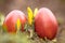 A beautiful, colored red Easter egg in the backyard. Traditional spring food and festival.