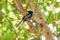 Beautiful colored small bird African Paradise Flycatcher