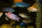 Beautiful colorful african cichlids