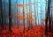 Beautiful colorful autumn forest, fantasy moody forest trees in cold foggy morning