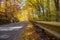 Beautiful colorful autumn image, sunlights breaking through the beech wood leaves