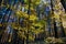 Beautiful colorful autumn image, sunlights breaking through the beech wood leaves