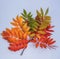 Beautiful colorful autumn leaves on a light background.