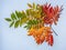 Beautiful colorful autumn leaves on a light background.