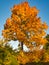 Beautiful Colorful Autumn Leaves on a tree/ green, yellow, orange, red