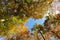 Beautiful colorful autumn trees seen from below.