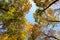 Beautiful colorful autumn trees seen from below.