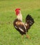 Beautiful colorful bantam rooster