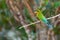 Beautiful colorful bee-eater in Udawalawe National Park, Sri Lanka. Blue-tailed bee-eater Merops philippinus. A bird living on